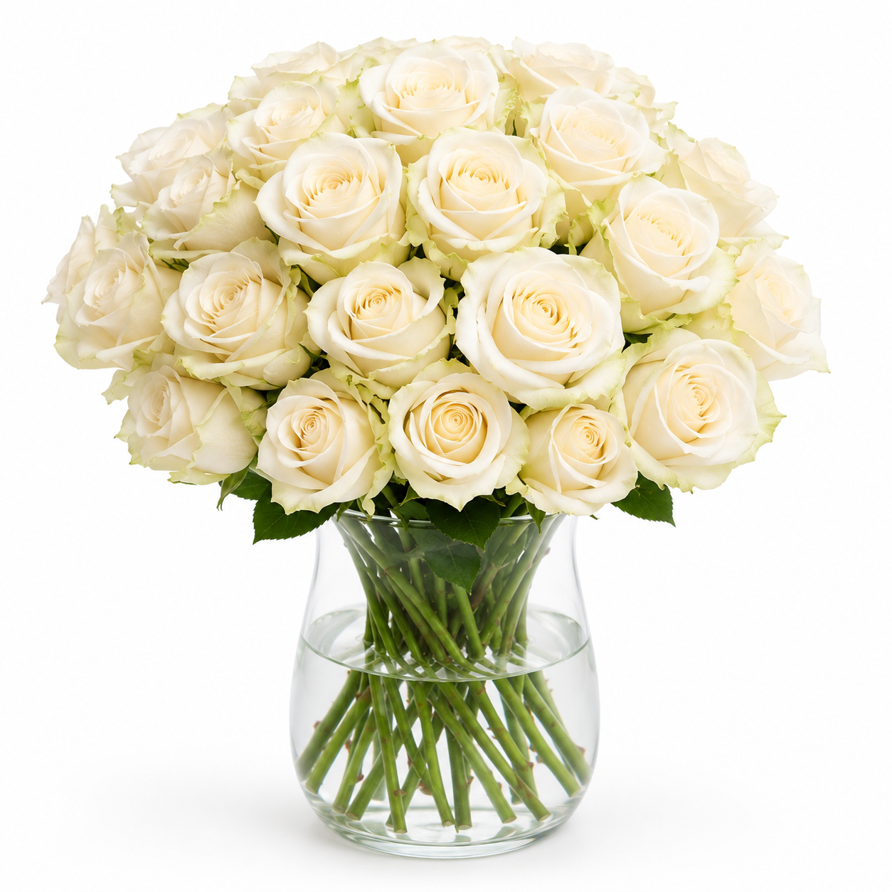 Cream Vendela Rose