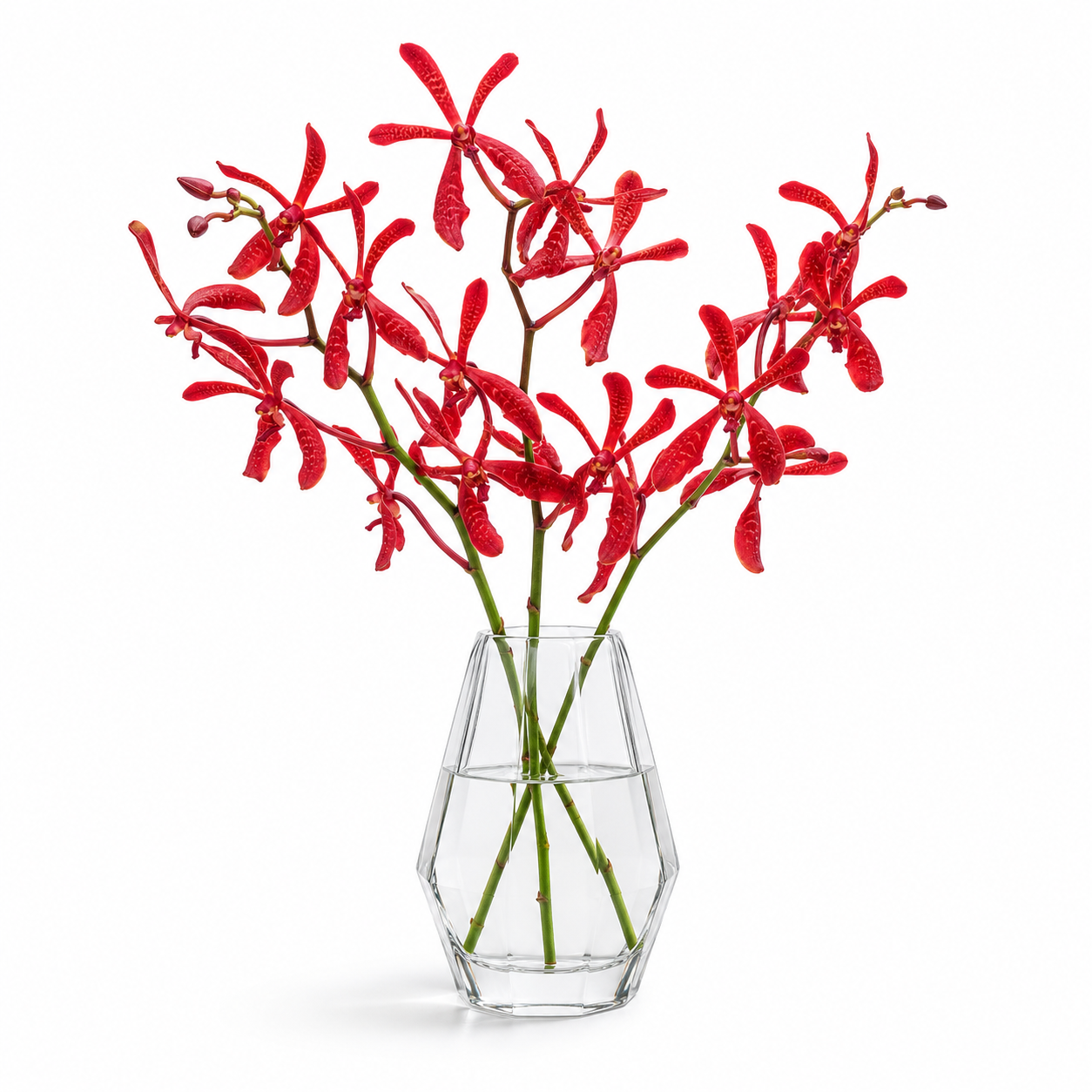 Aranthera Anne Black Orchid