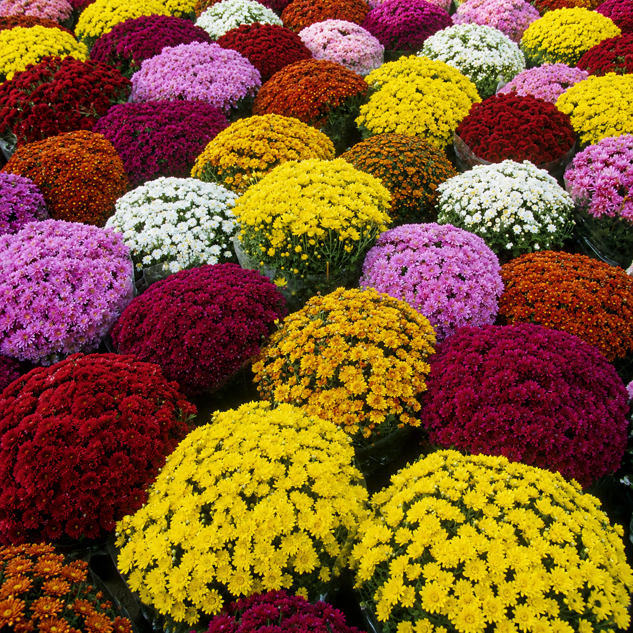 Pom Pom Mix 3 Bundles | Wholesale Fresh Flowers