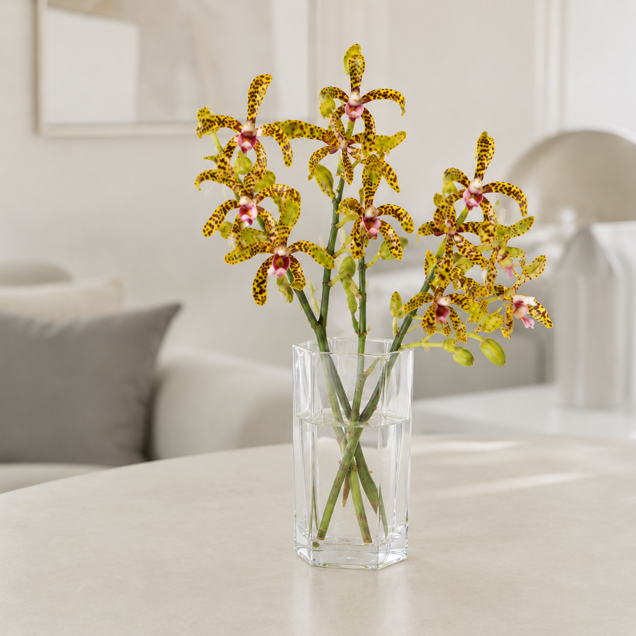 Aranda Green Tiger Orchid