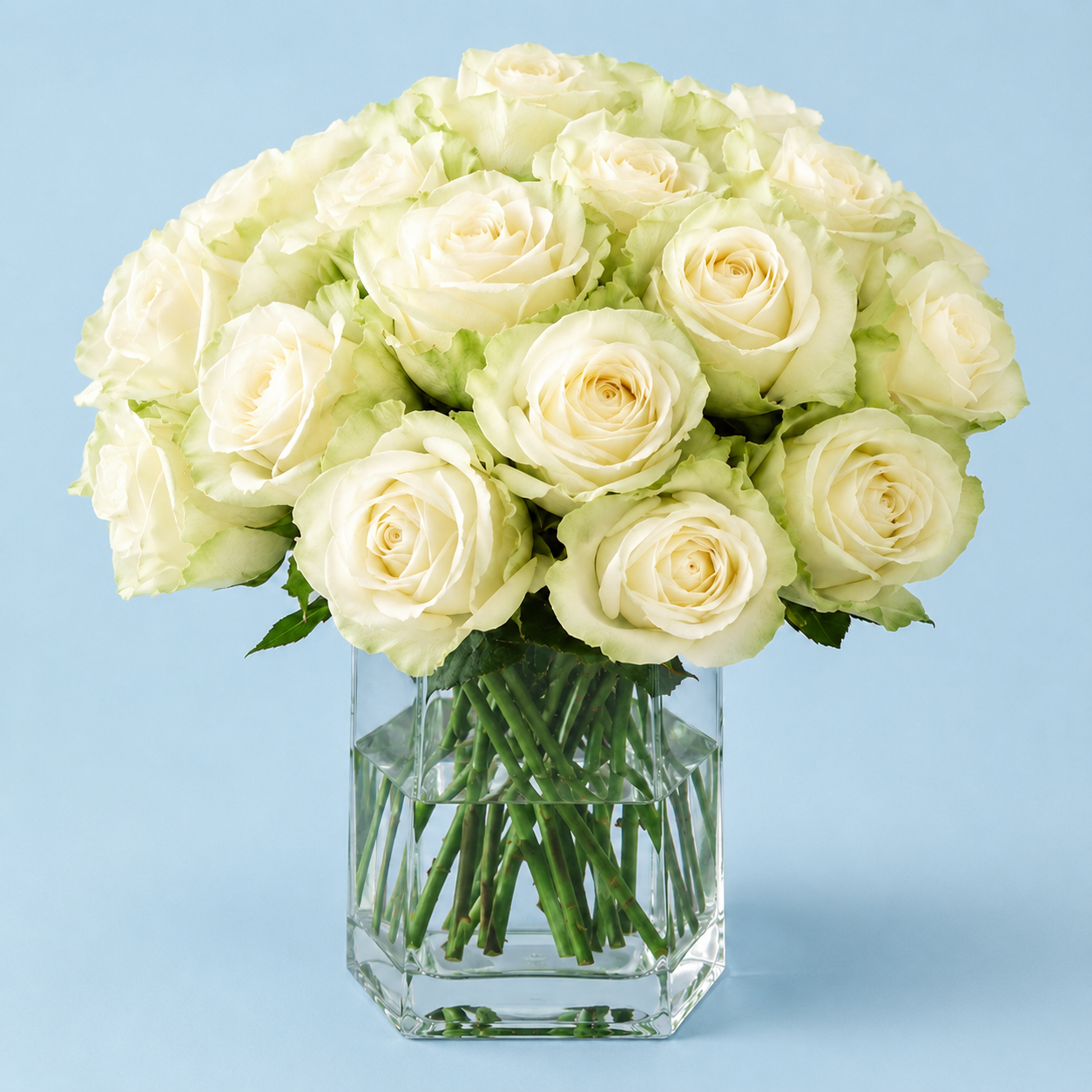 White Avalanche Roses