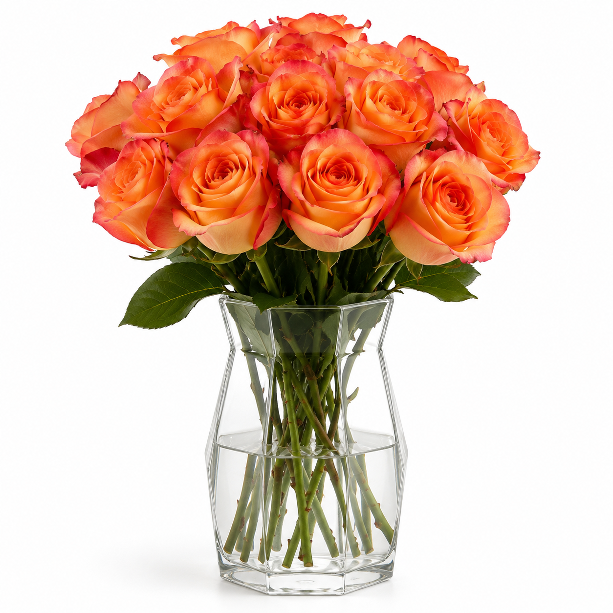 Two Tone Orange Rose
