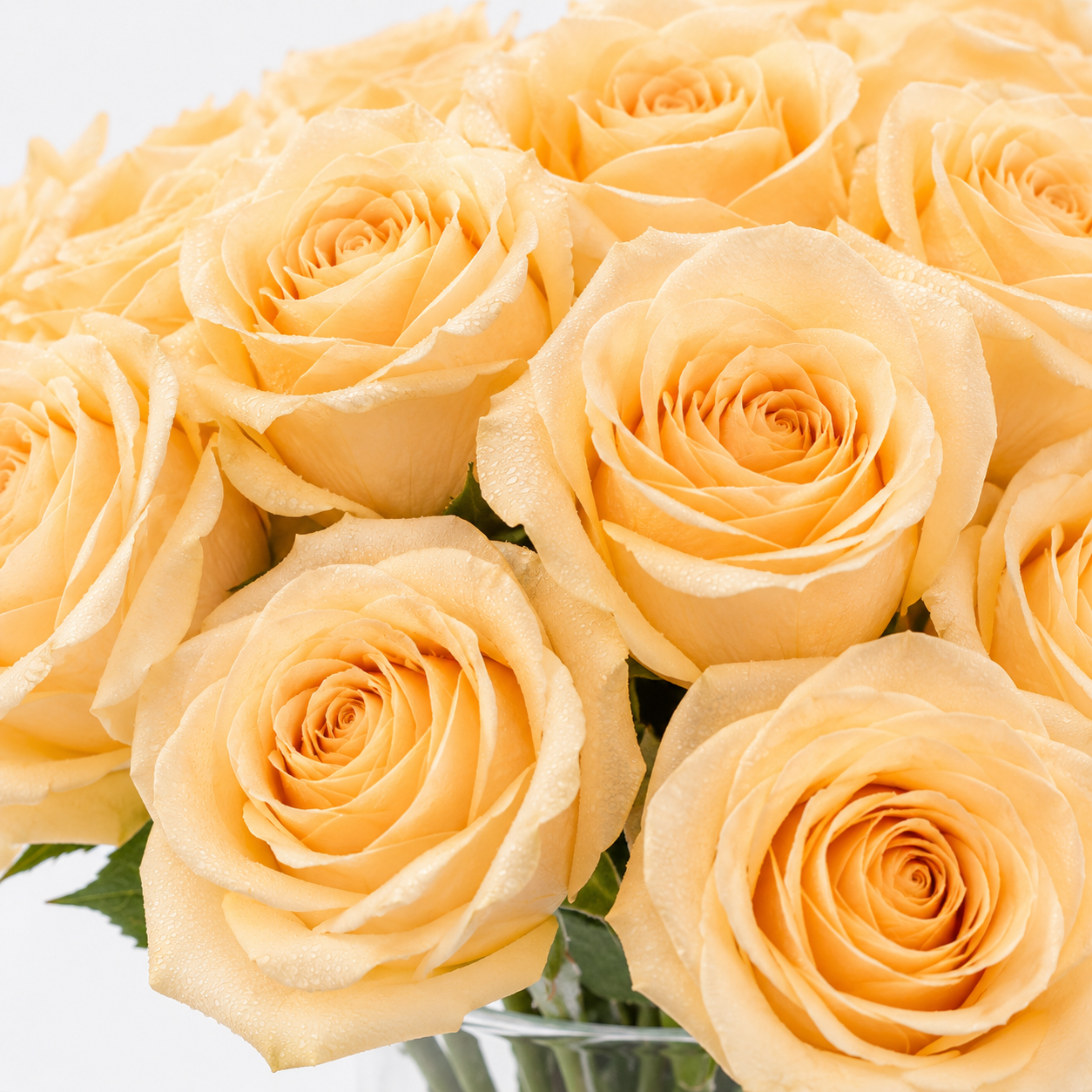 Champagne Honey Rose