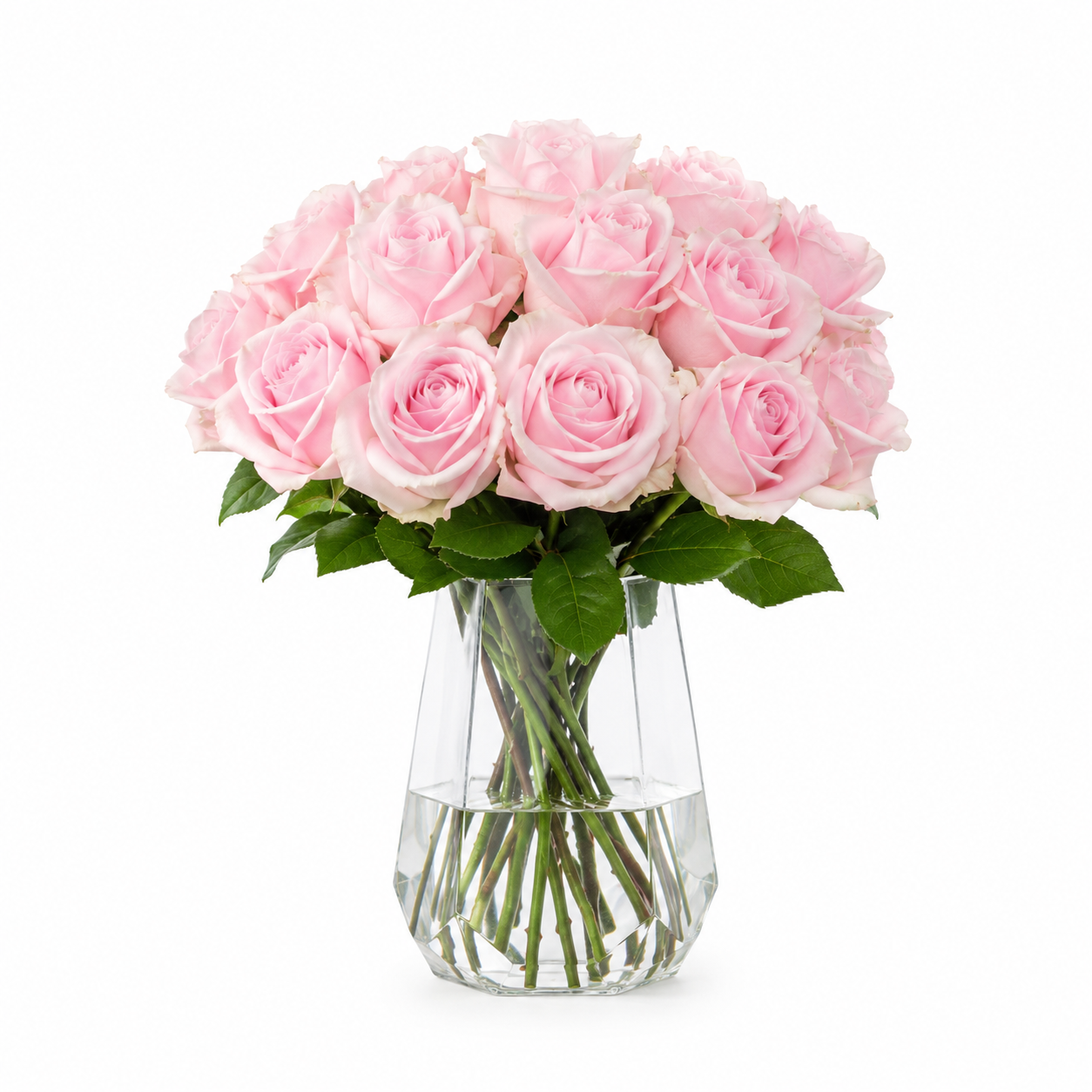 Sweet Pink Avalanche Rose