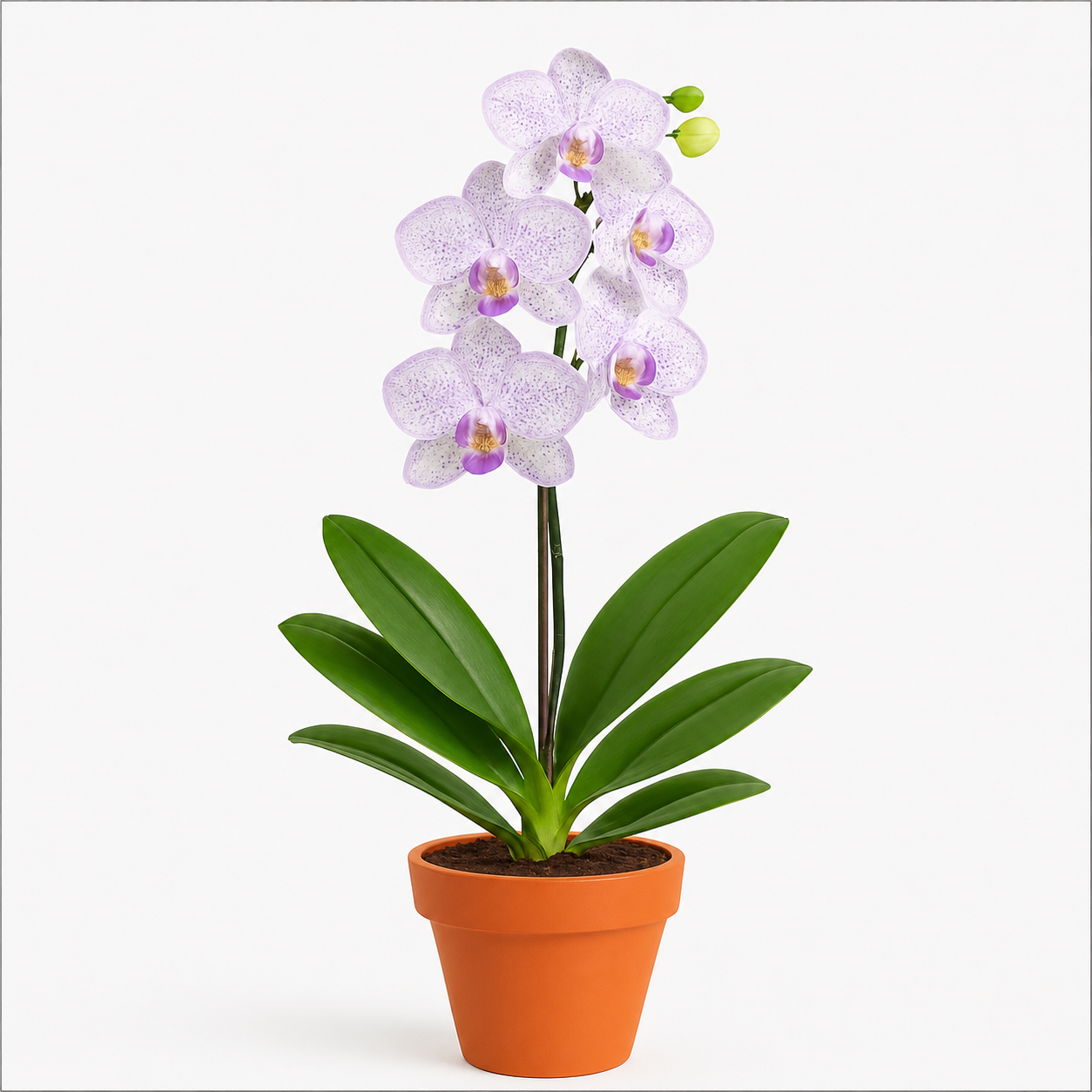 Mokara Water Omei Orchid | Home Plant