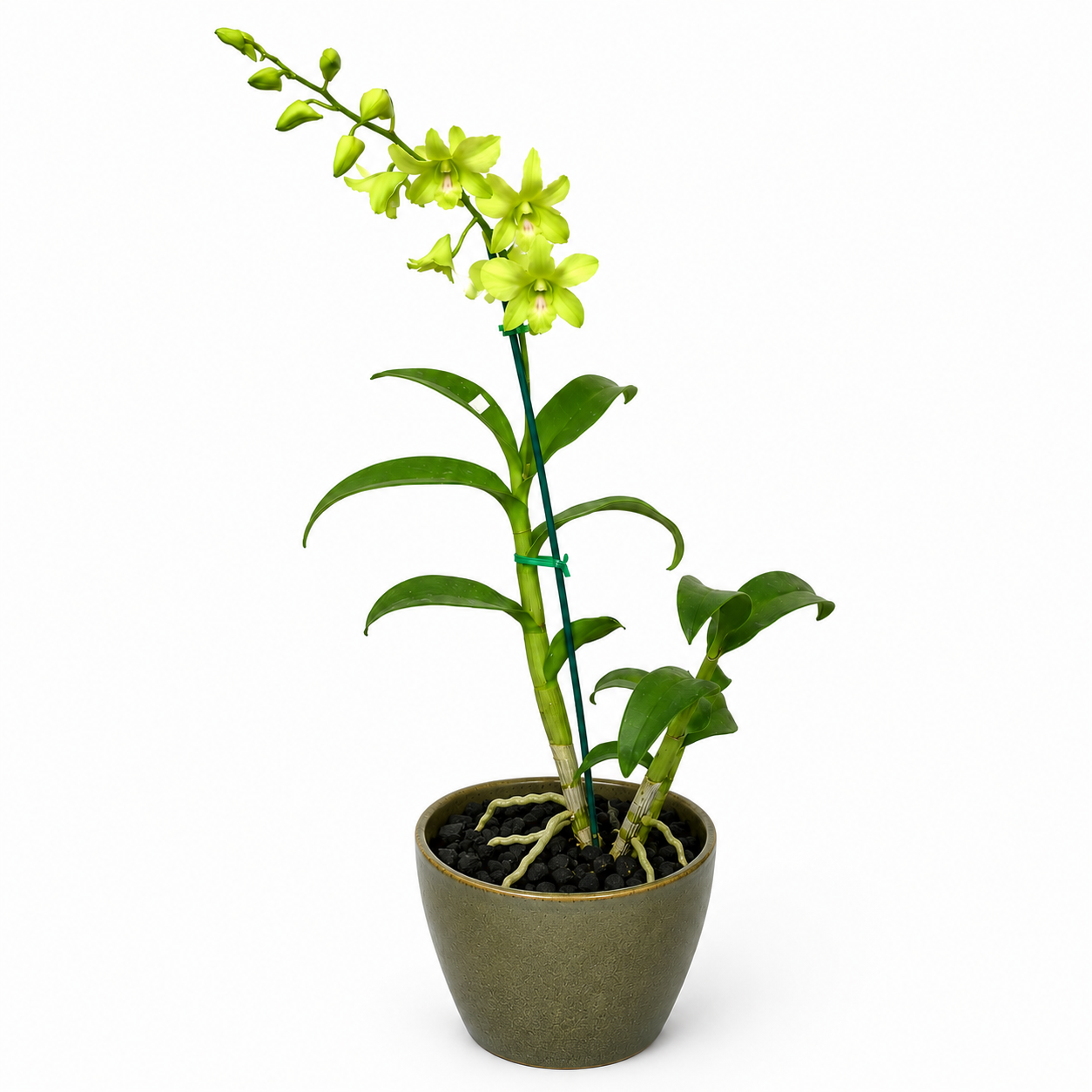 Dendrobium Lime Green | Indoor Plant