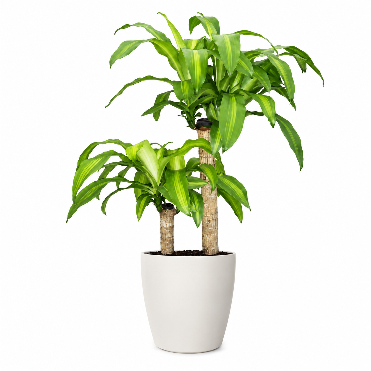 Dracaena Fragrans | Office Plant