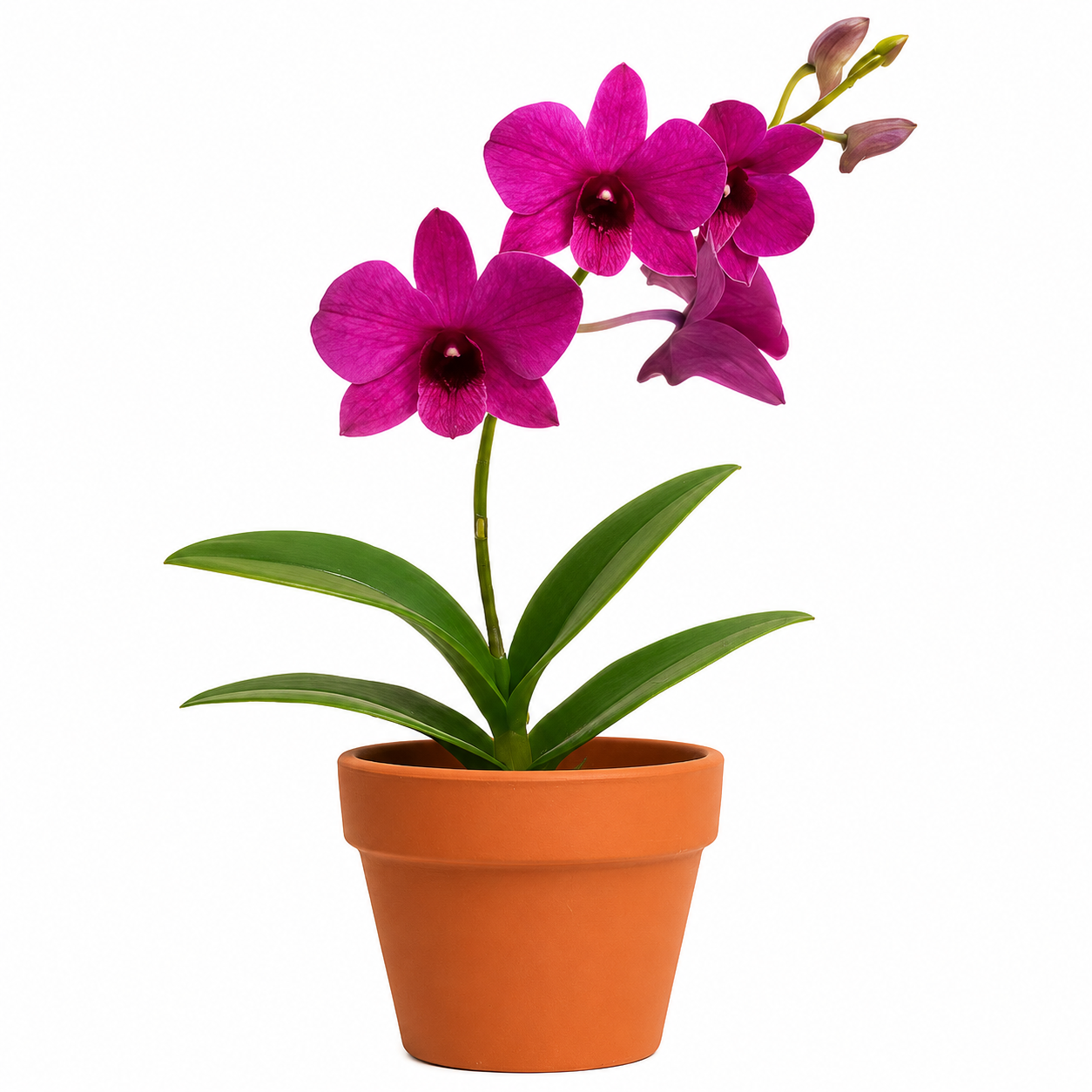 Dendrobium TSK  | Potted Plant
