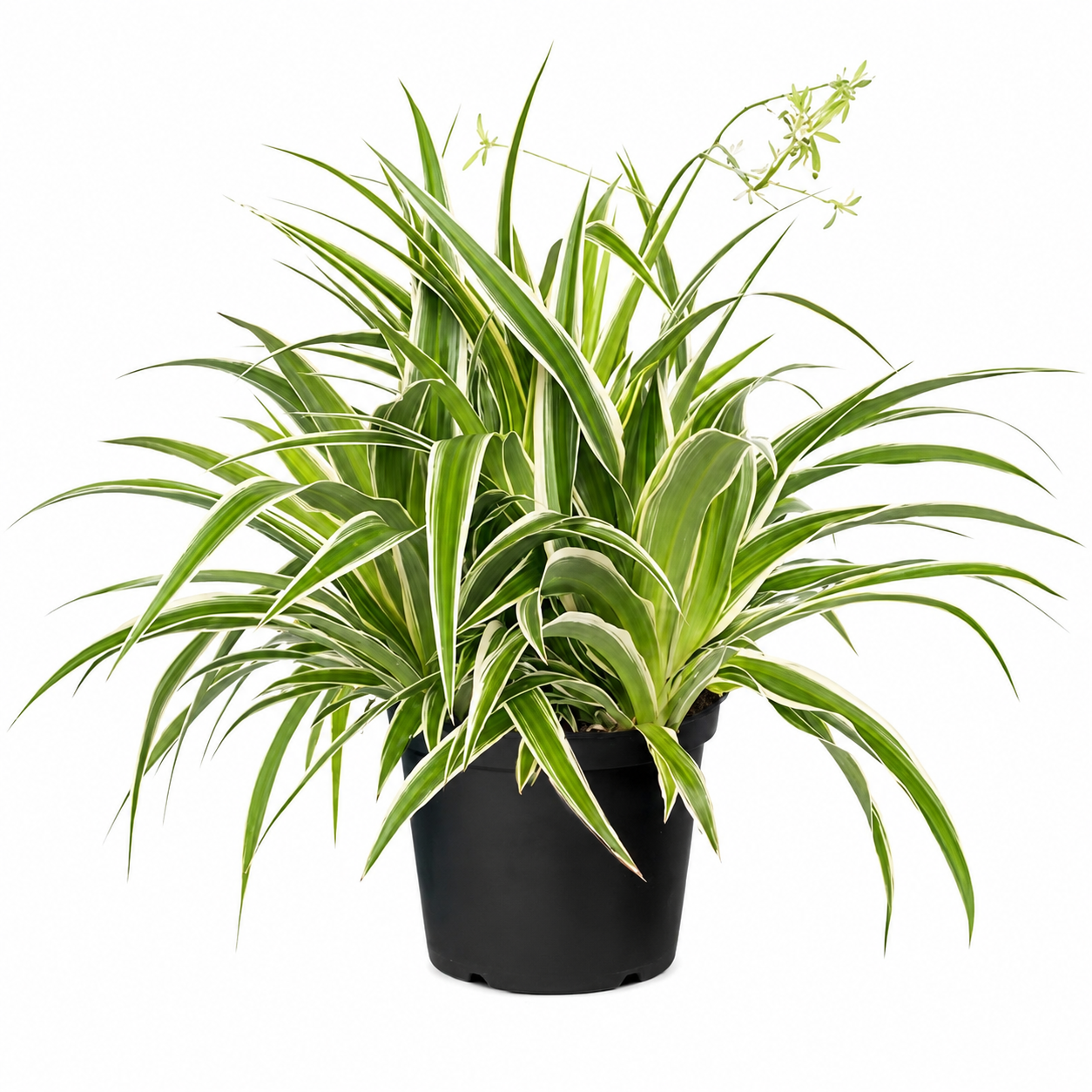 Chlorophytum Bichetii (Spider Plant) | Indoor Plant