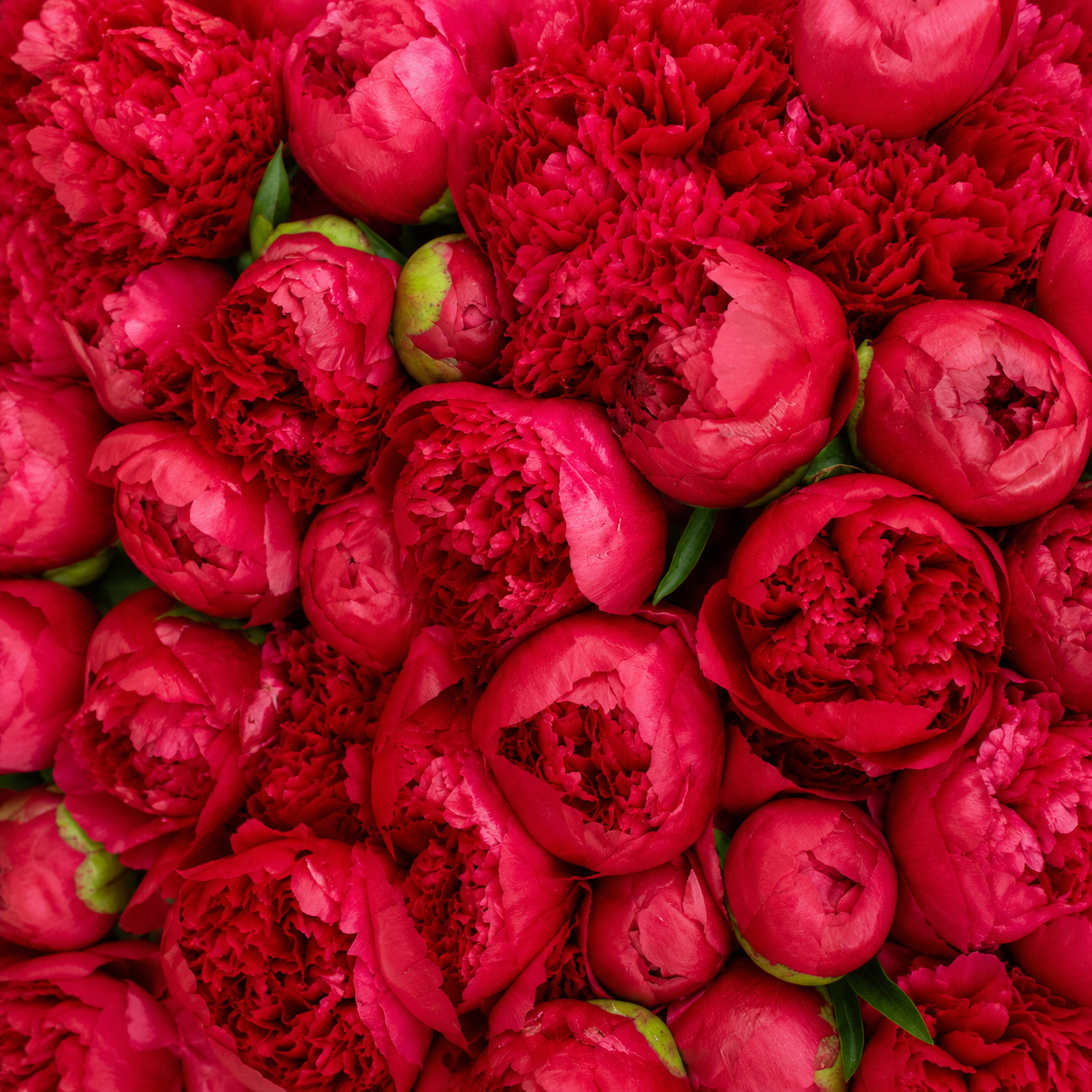 Peony | Wholesale Flowers
