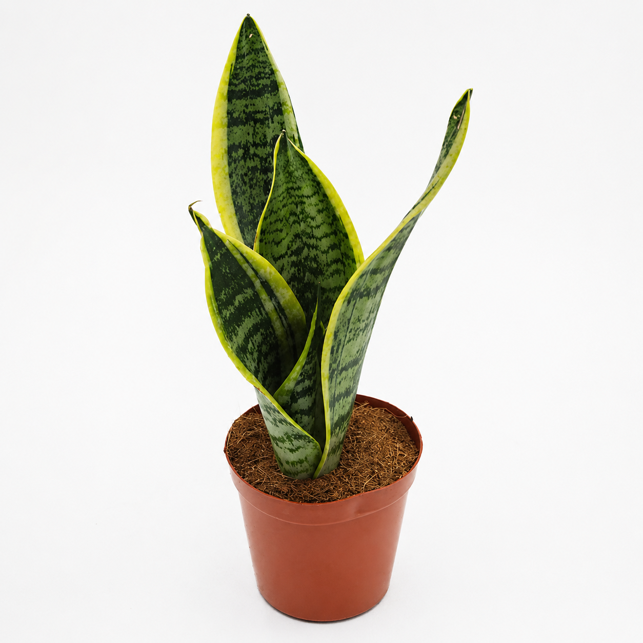 Sansevieria Super Bar | Snake Plant