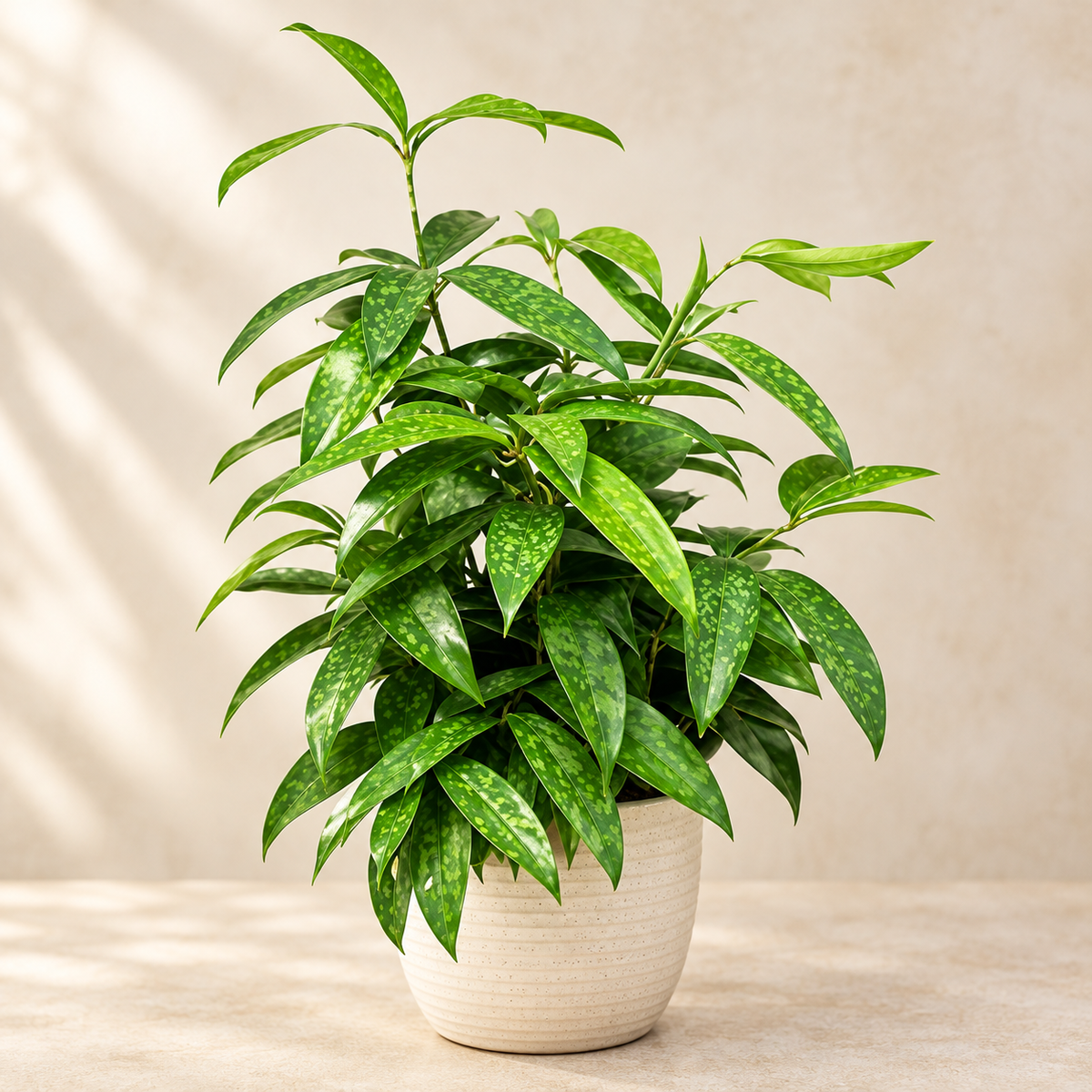 Japanese Bamboo | Plant
