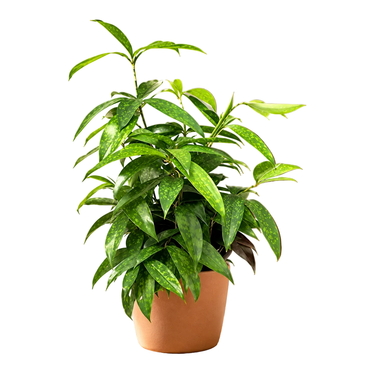 Japanese Bamboo | Plant