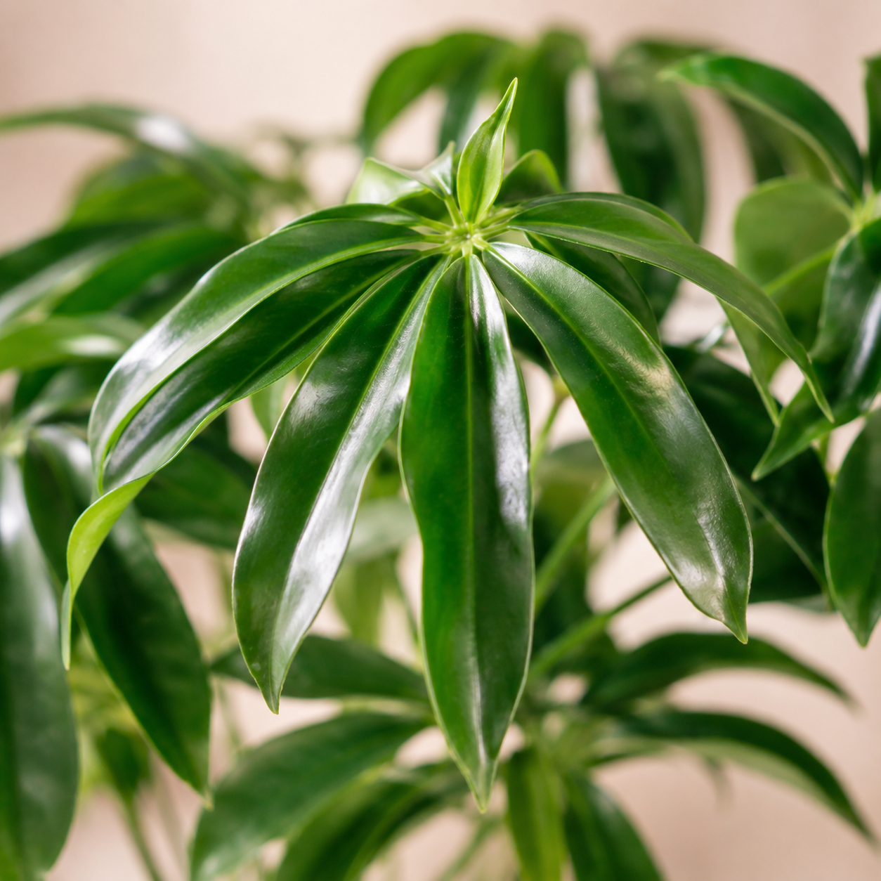 Philodendron 'Fun' | Indoor Plant
