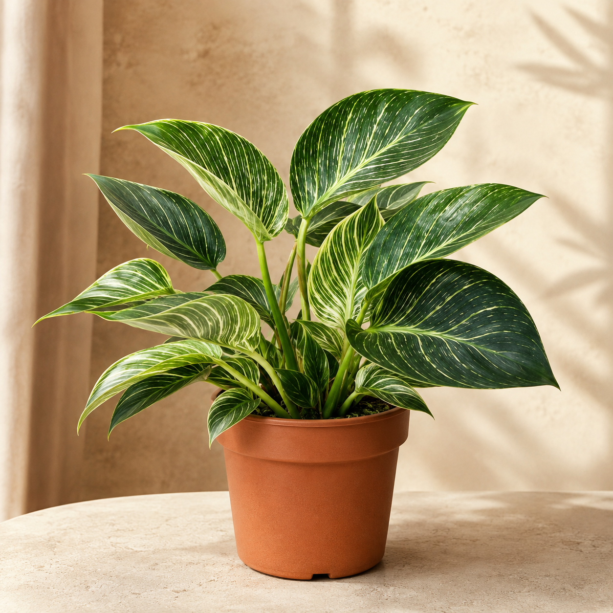 Philodendron Birkin | Home Plant