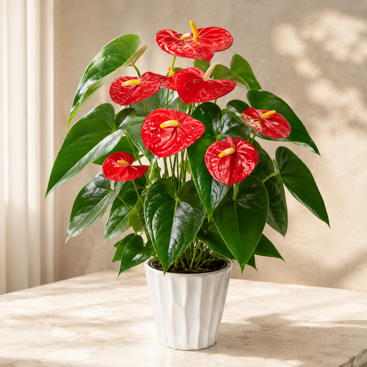 Anthurium Red | Gardening Plant