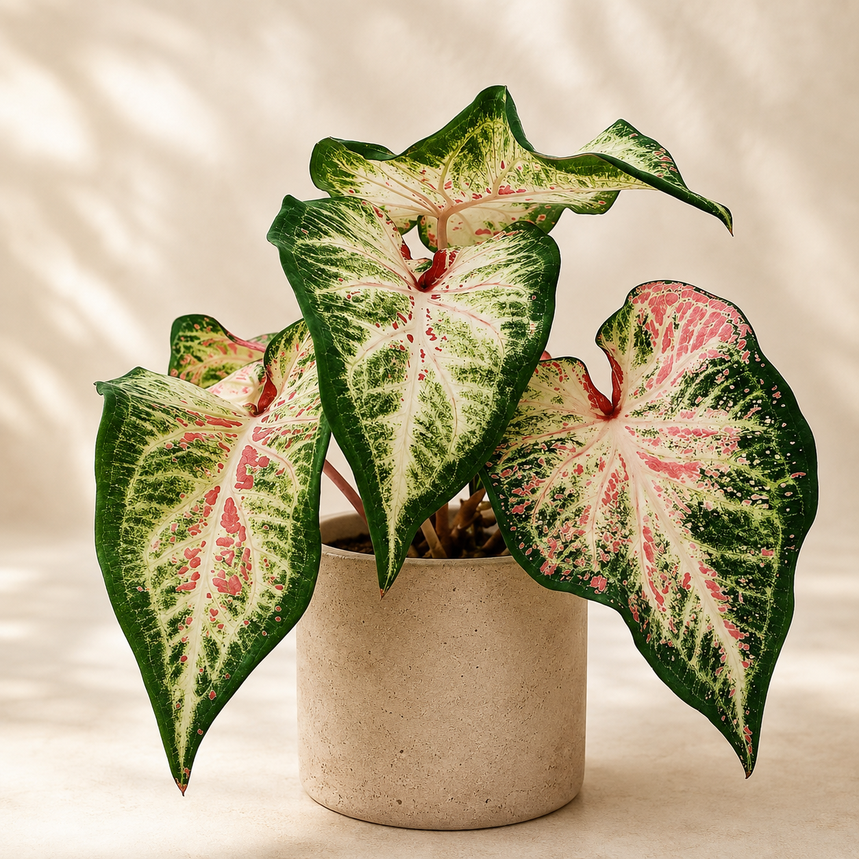 Caladium 'US Peppermint' | Office Plant