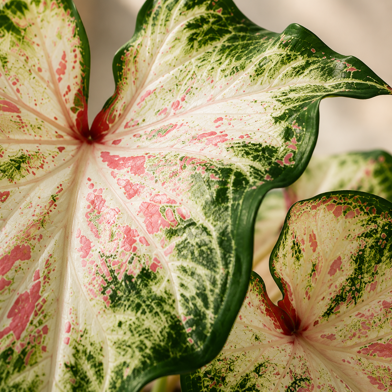 Caladium 'US Peppermint' | Office Plant