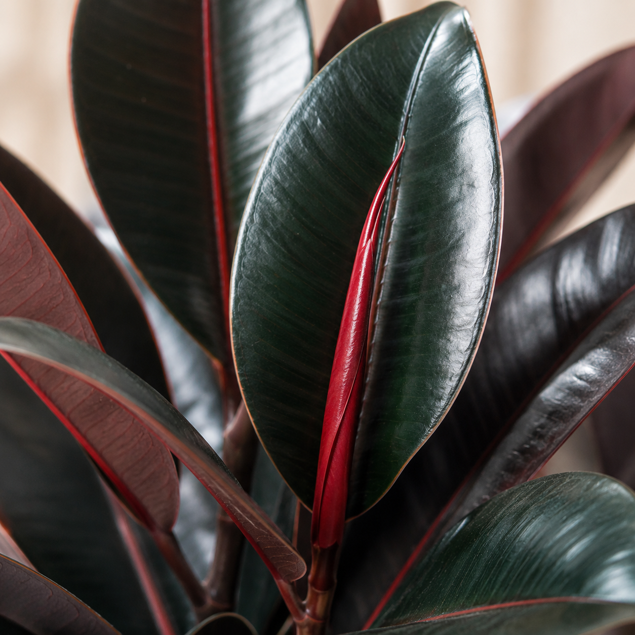 Ficus Burgundy | Rubber Plant