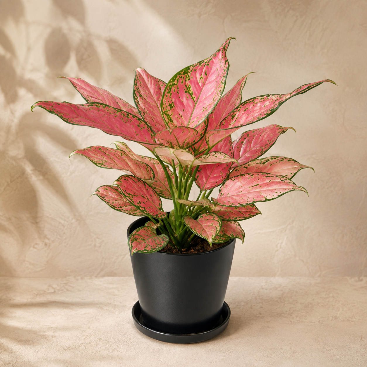 Aglaonema 'Eastern Red' | Plant