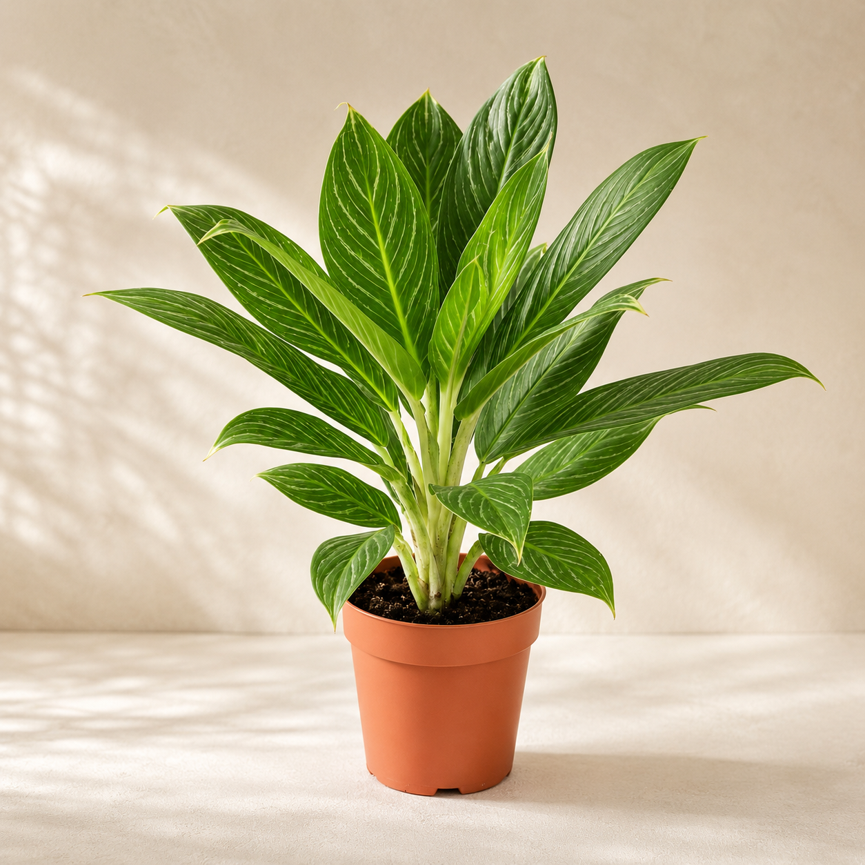 Aglaonema 'Mongkron yoke' | Gardening Plant