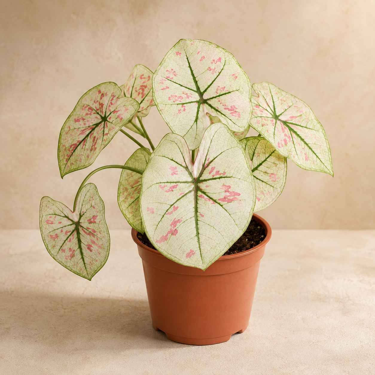 Caladium 'Strawberry Star White' | Office Plant