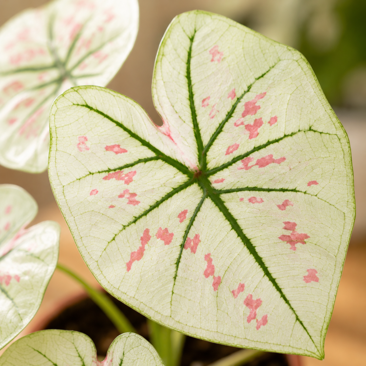 Caladium 'Strawberry Star White' | Office Plant