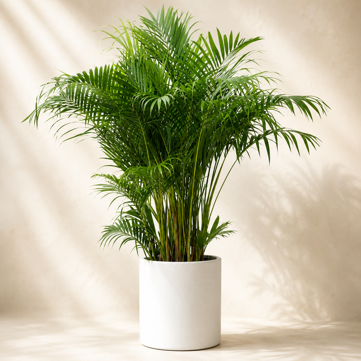 Areca Yellow Palm | Plant