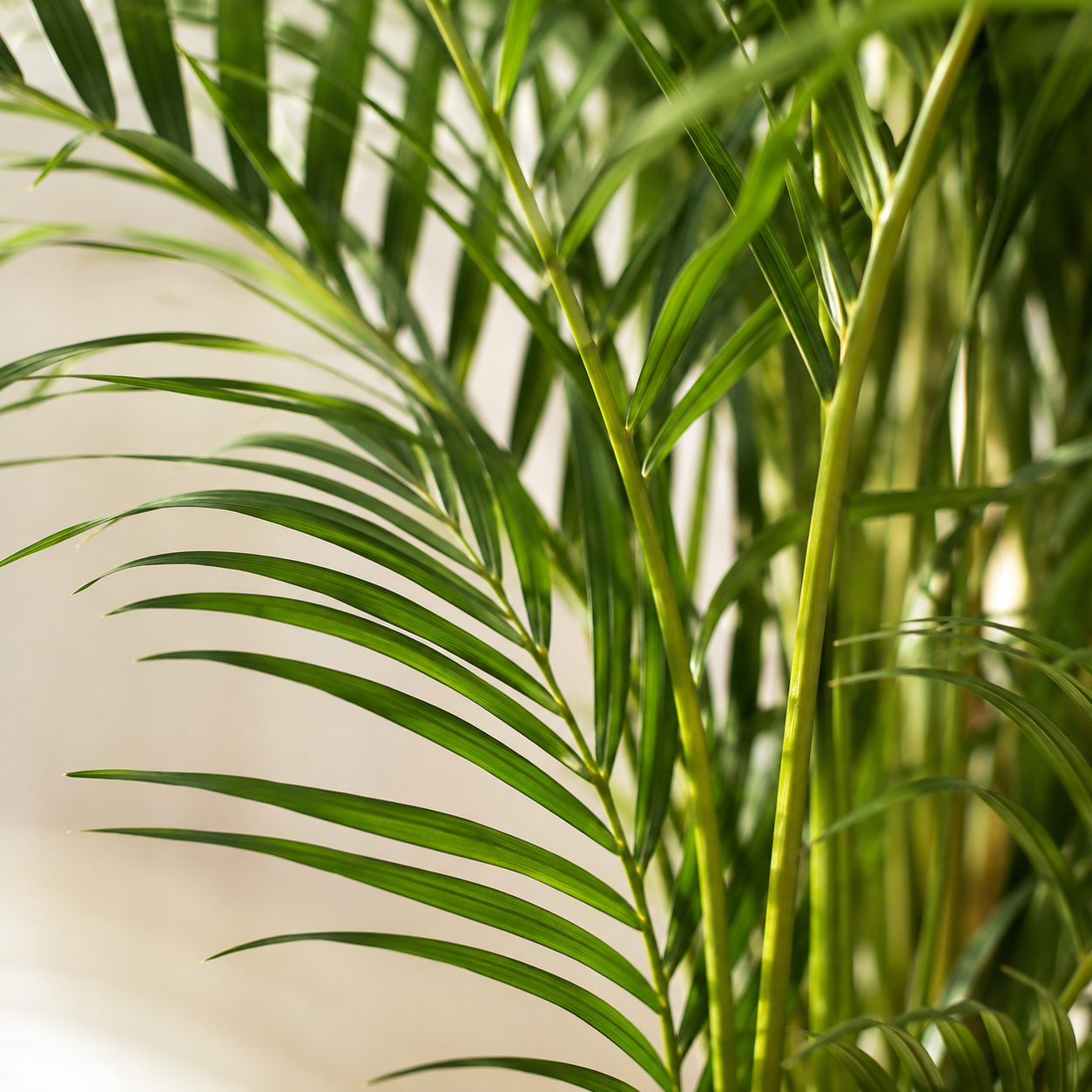 Areca Yellow Palm | Plant