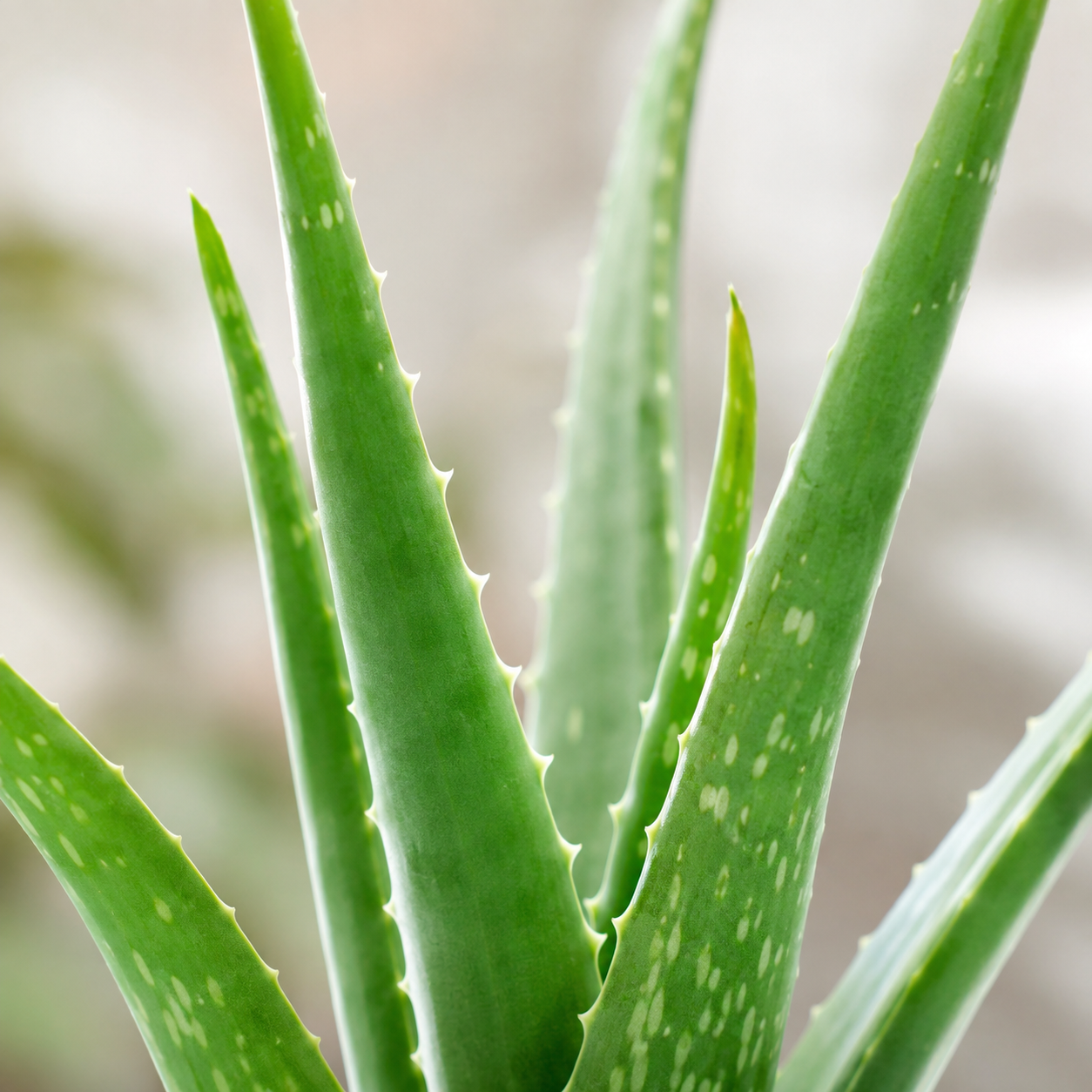 Aloe Vera | Home Plant