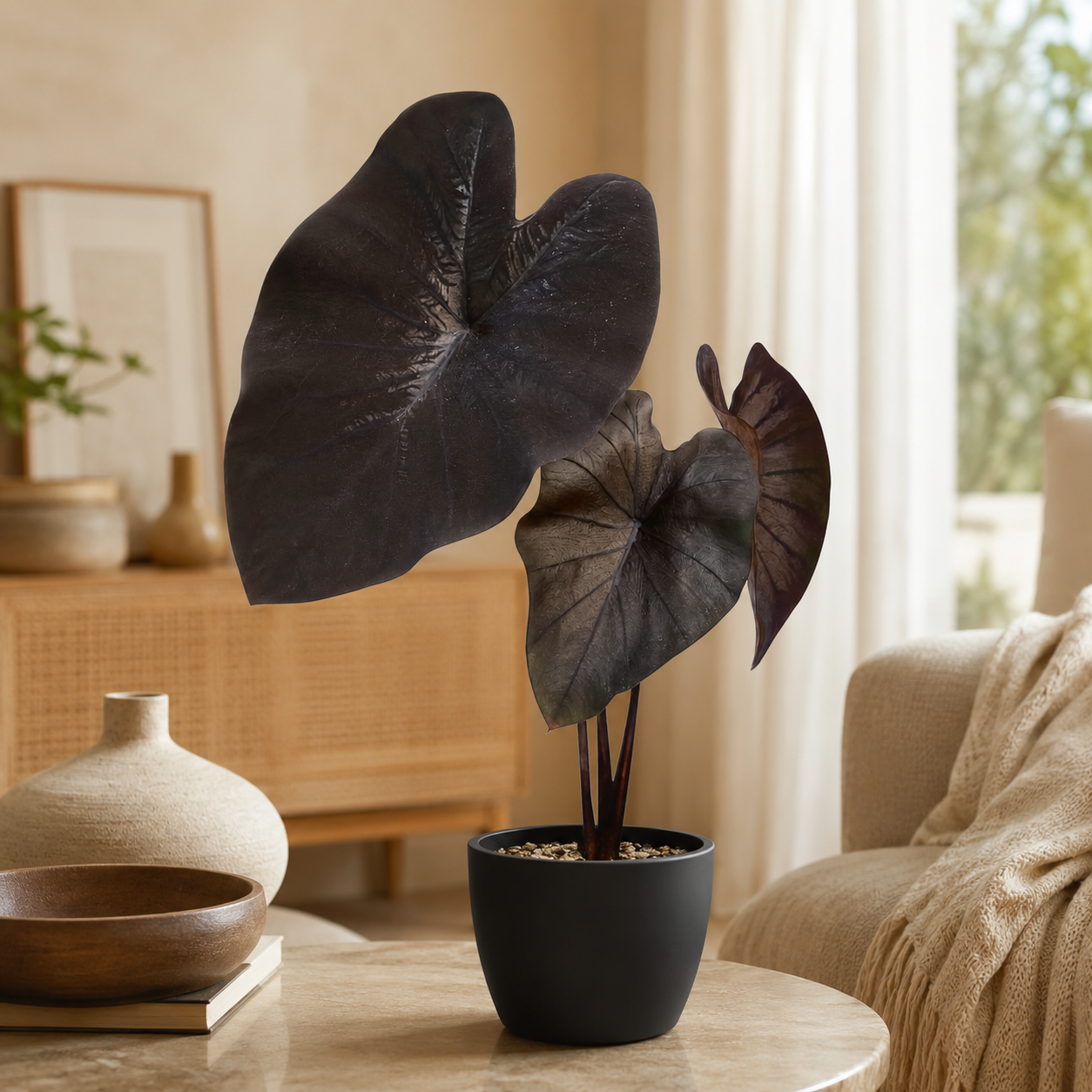 Alocasia 'Black Coral' | Office Plant
