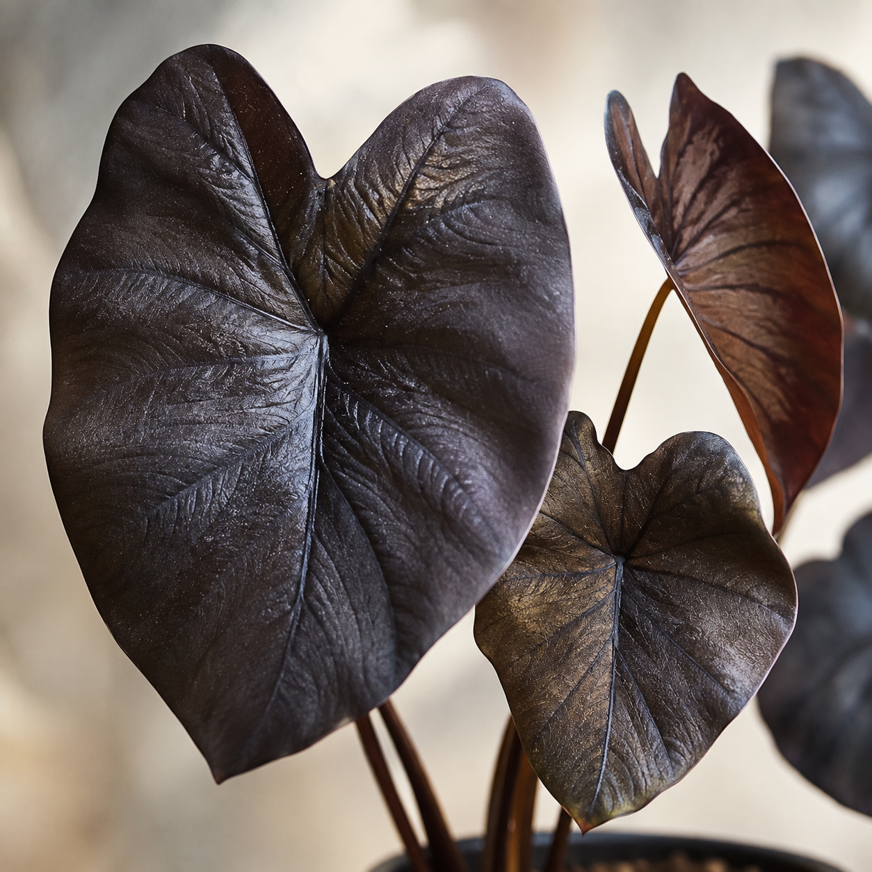 Alocasia 'Black Coral' | Office Plant