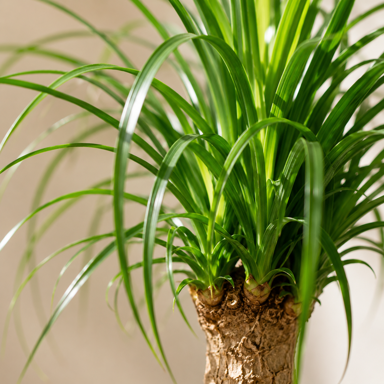 Beaucarnea Recurvata | Home Plant