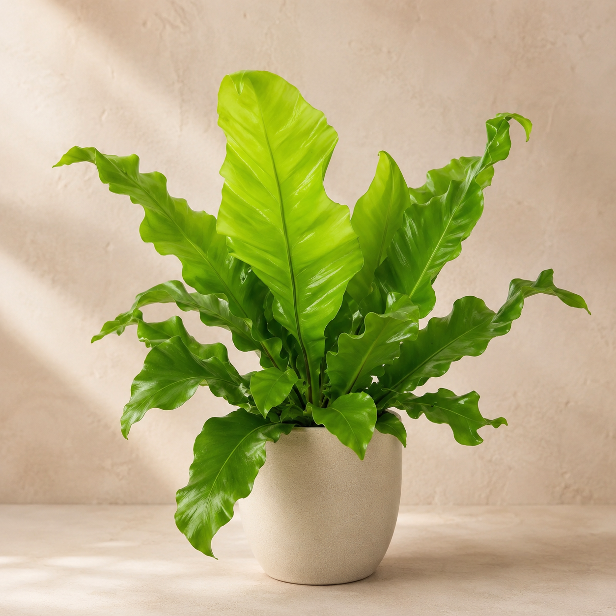 Asplenium Bird Nest Fern | Office Plant