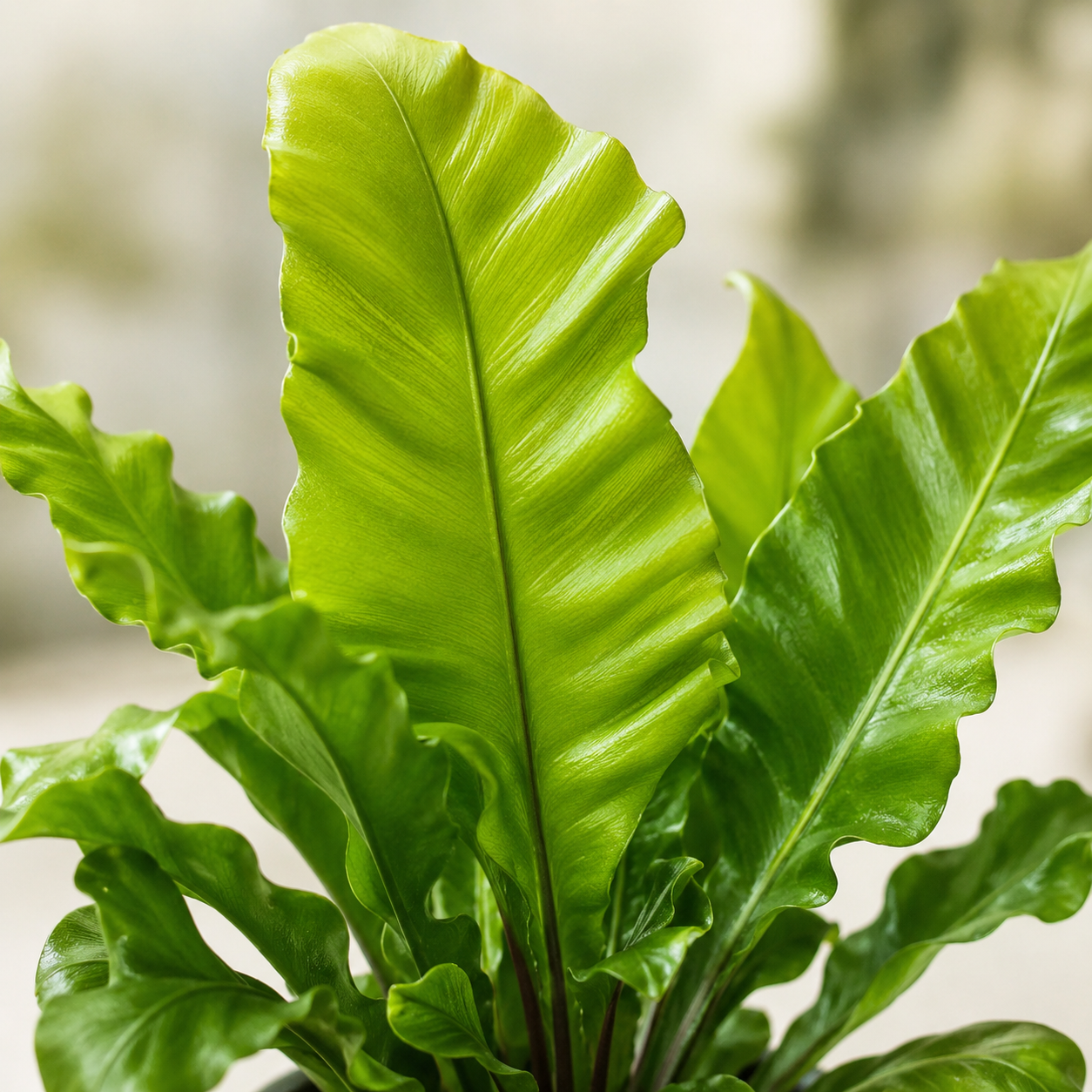Asplenium Bird Nest Fern | Office Plant
