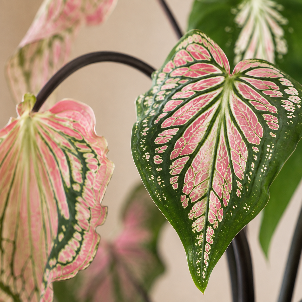 Caladium 'Thai' | Indoor Plant