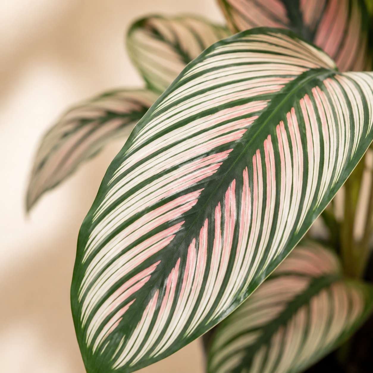 Calathea Majestica | Gardening Plant