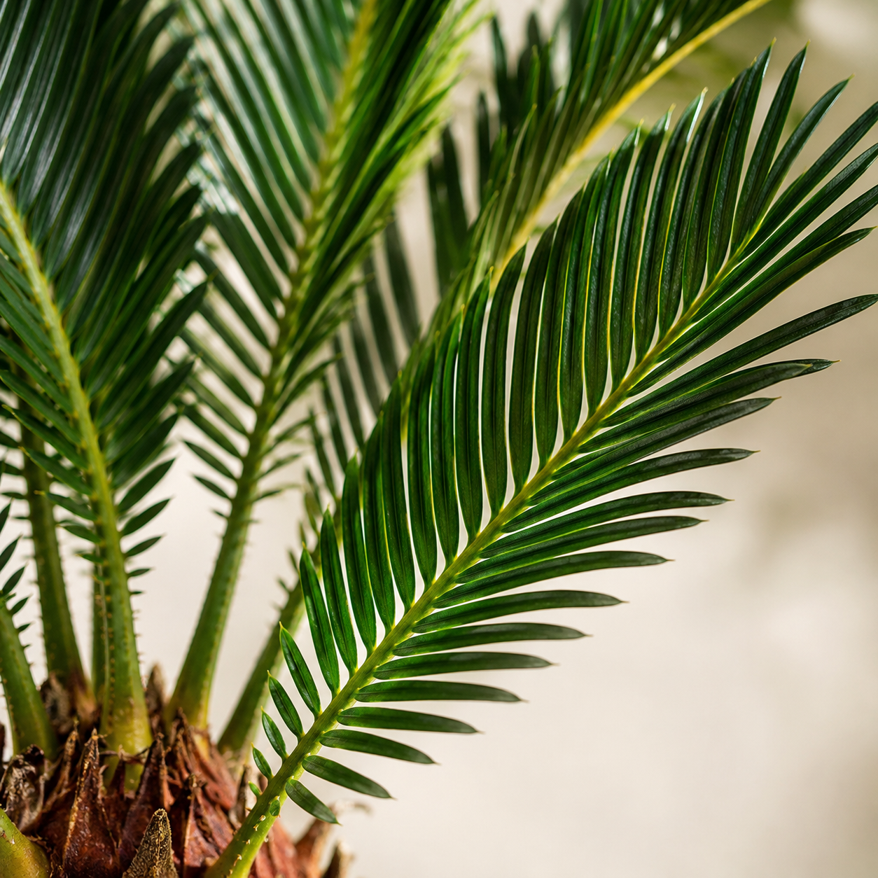 Cycas Revoluta | Gardening Plant