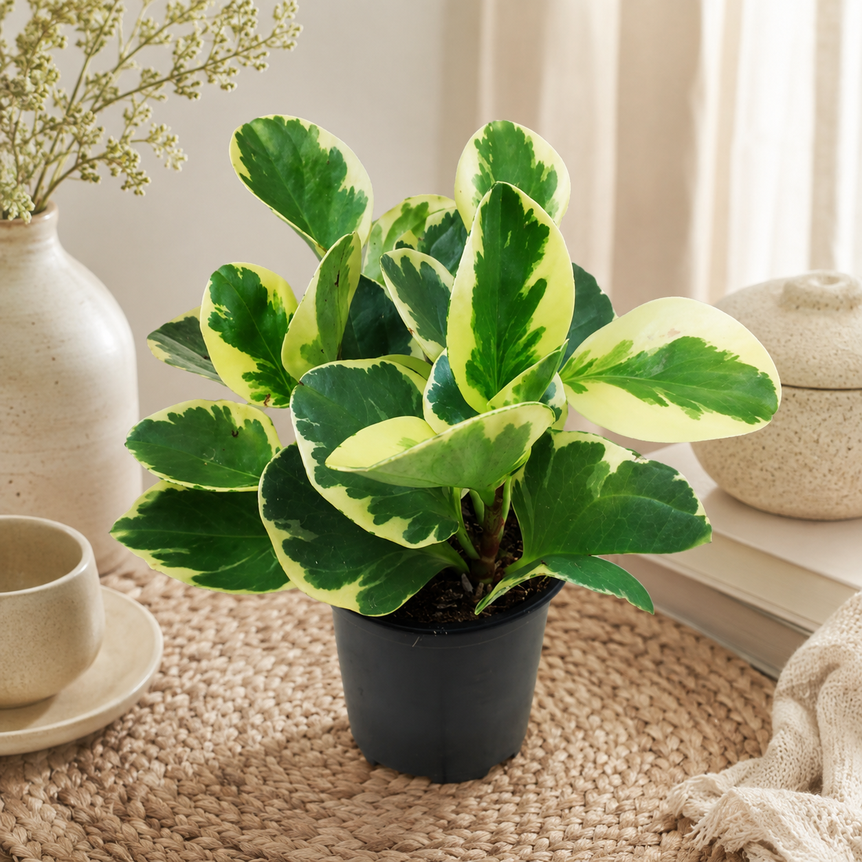 Peperomia obtusifolia ‘Variegata’ | Plant
