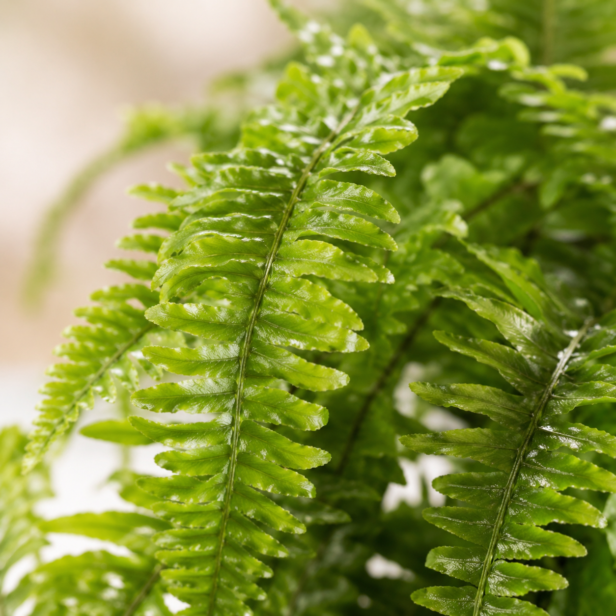 Marrissa Fern | Office Plant