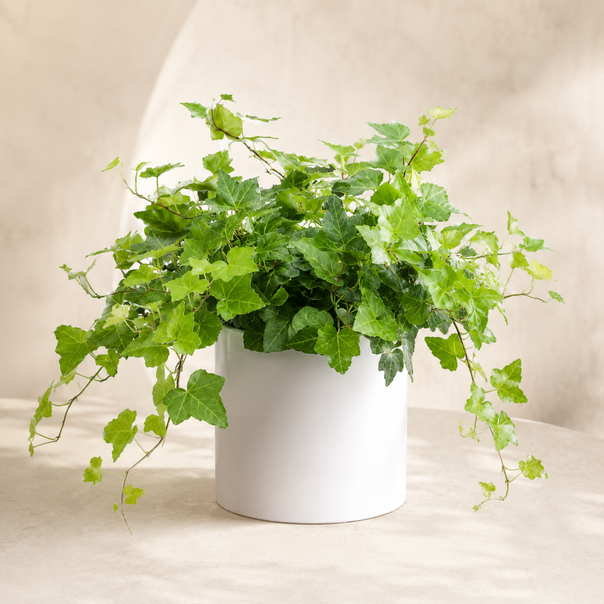 Ivy Green | Plant