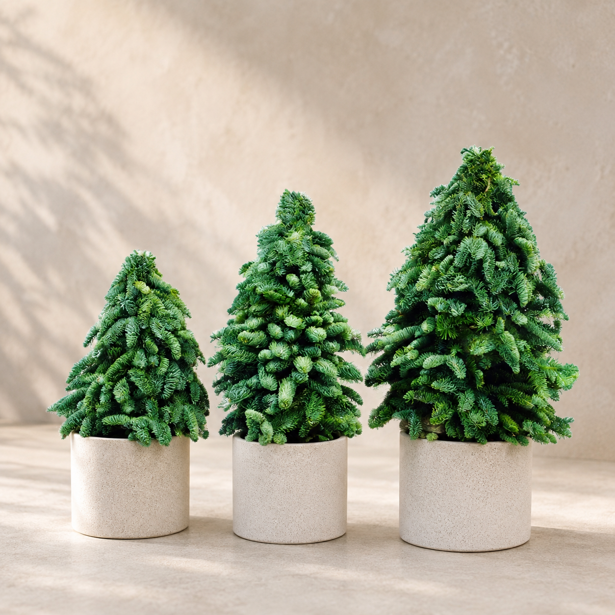 Fresh Nobilis Christmas Tree | Plant