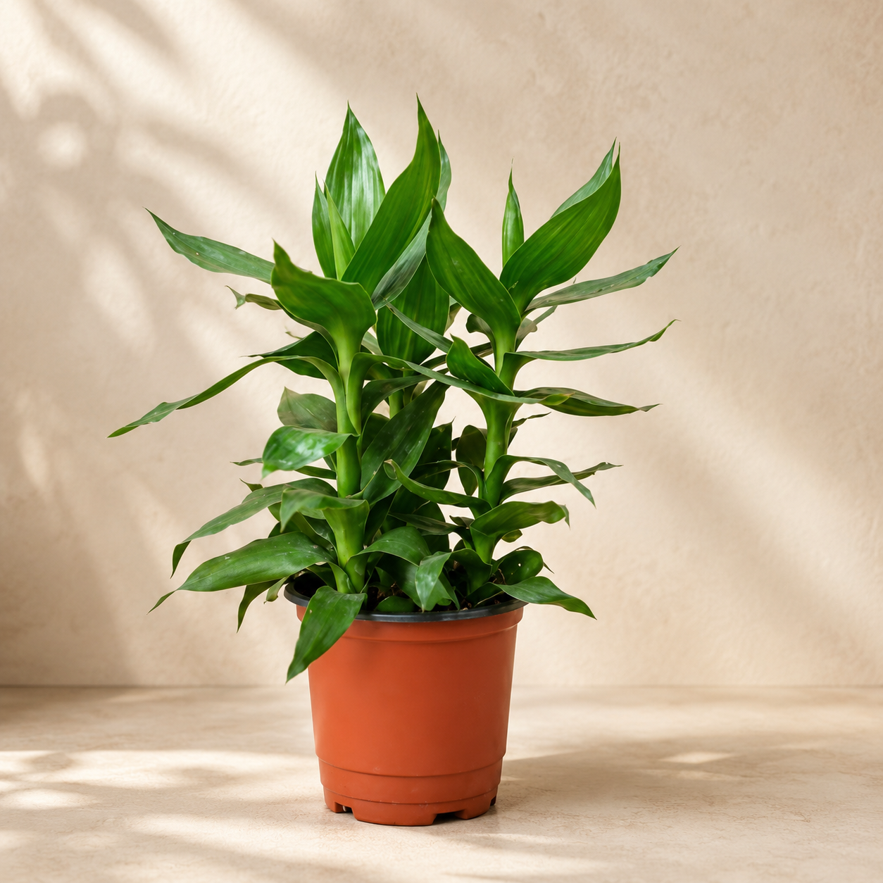 Lucky Lotus Bamboo 富贵莲花竹 | Indoor Plant
