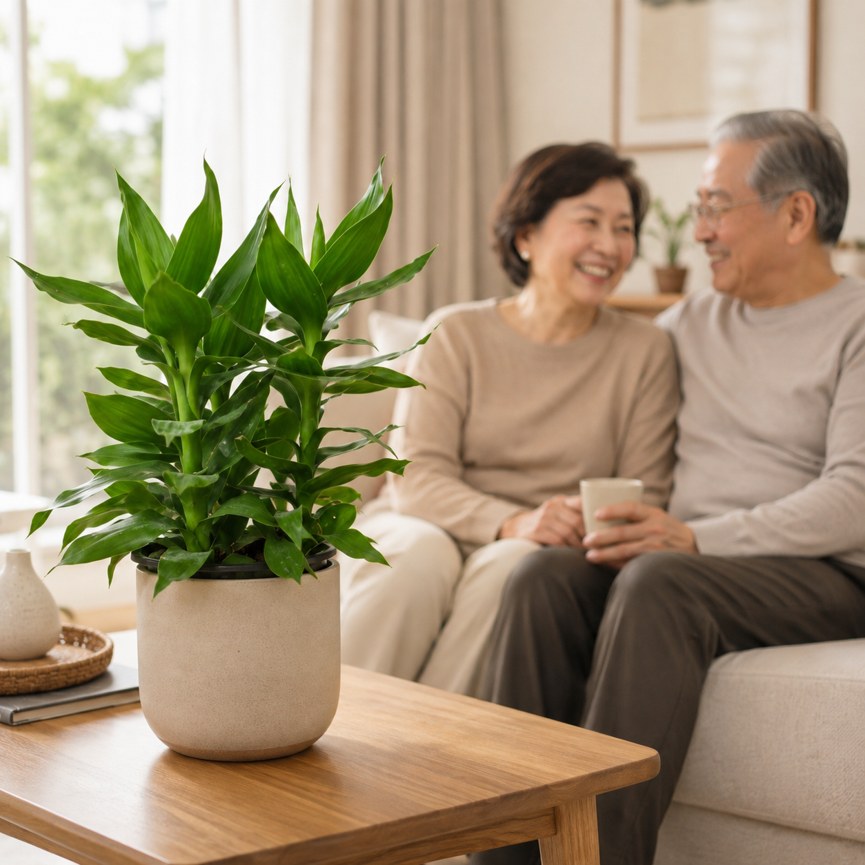 Lucky Lotus Bamboo 富贵莲花竹 | Indoor Plant