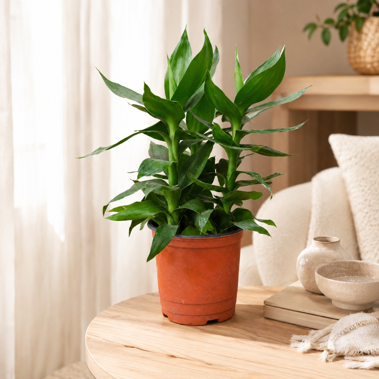 Lucky Lotus Bamboo 富贵莲花竹 | Indoor Plant