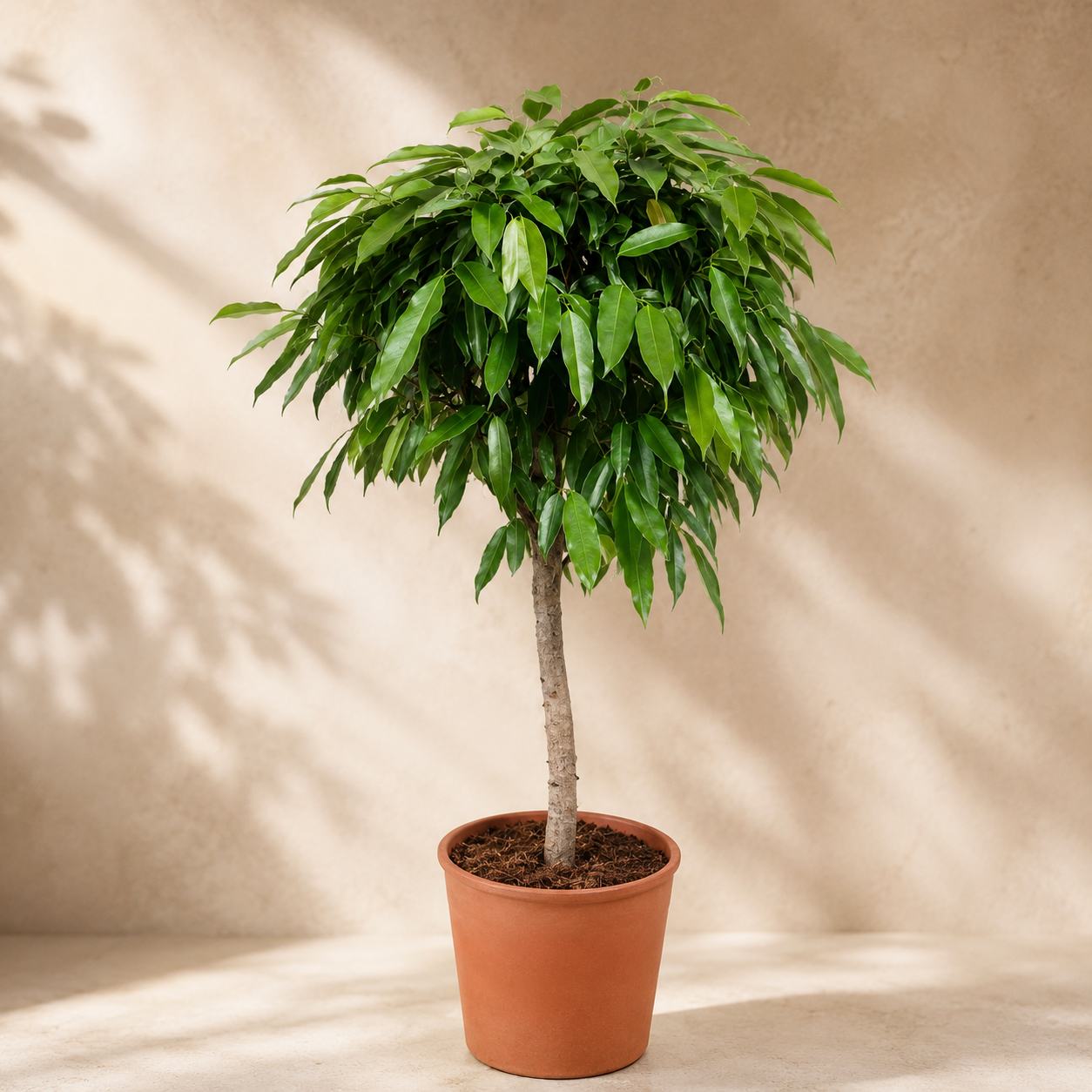 Ficus 'Amster King' | Plant