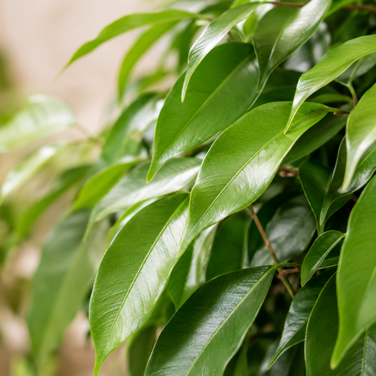 Ficus 'Amster King' | Plant