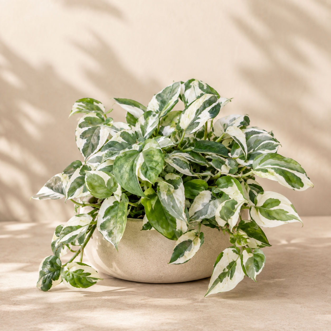 Epipremnum Varigated | Gardening Plant