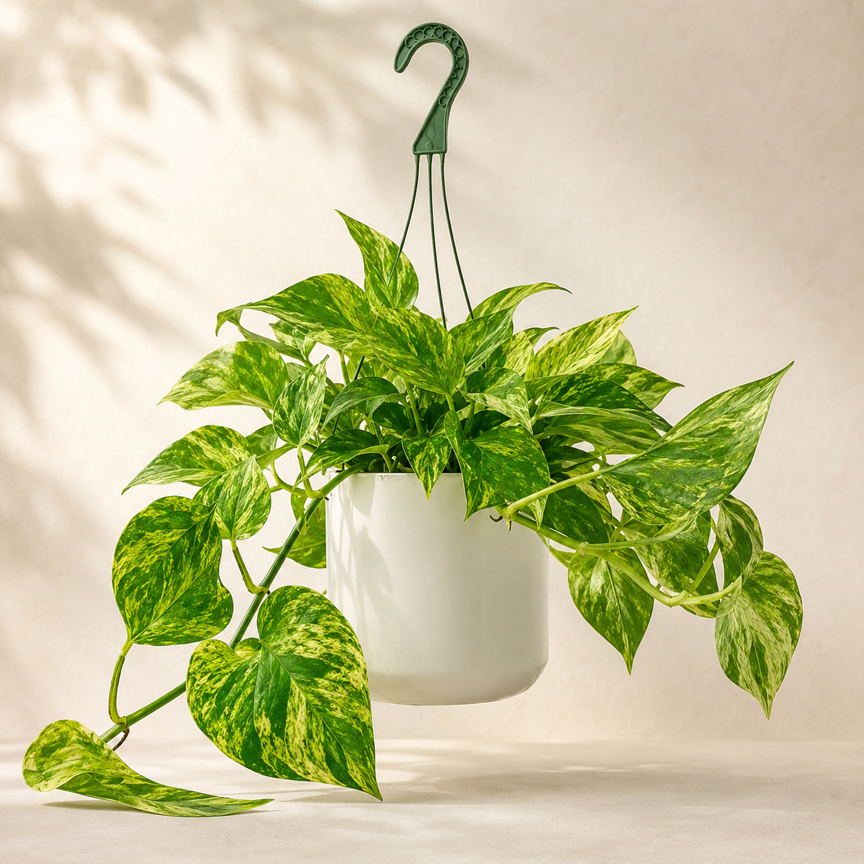 Epipremnum Aureum 'Marble Queen' | Plant