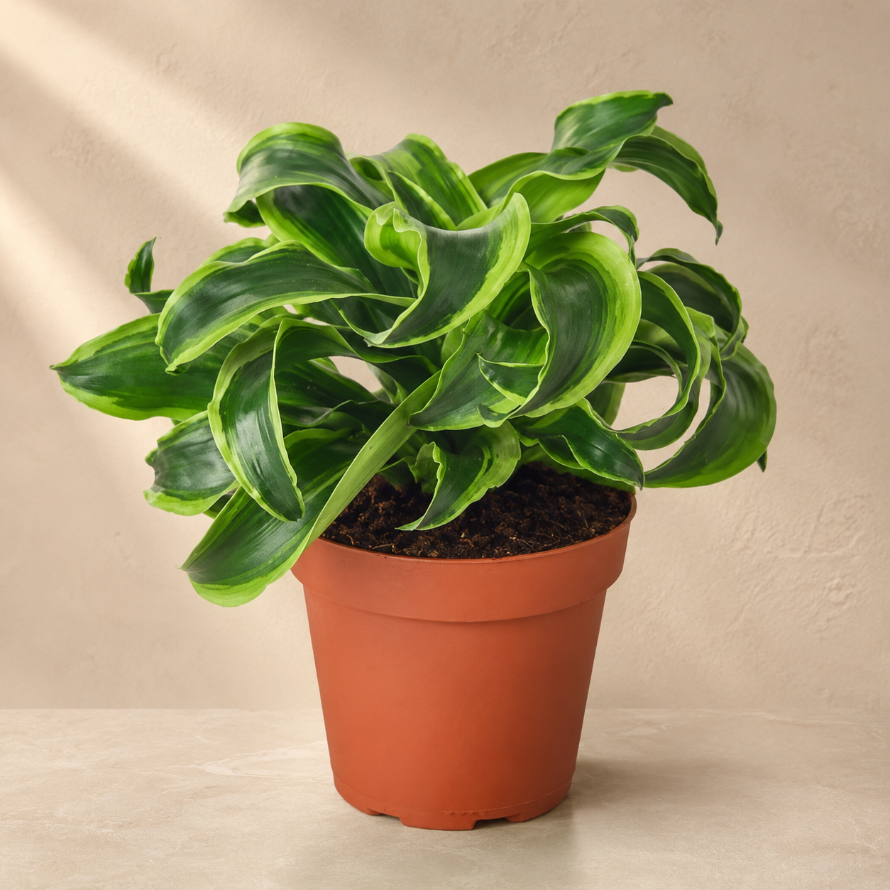 Dracaena 'Tornado Green' | Home Plant